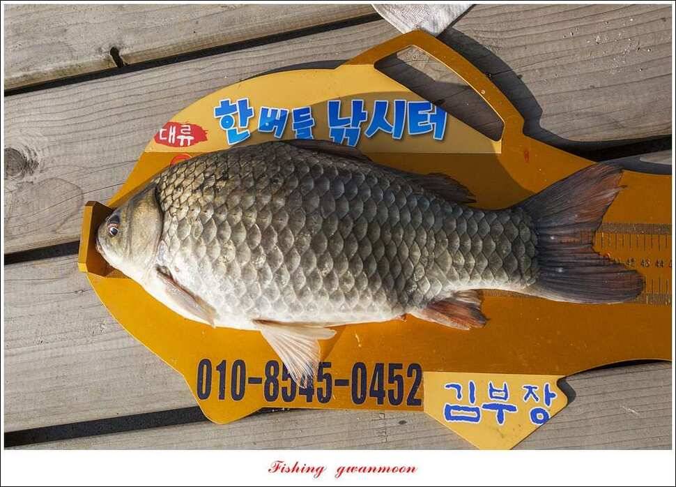 한버들 43 cm43 cm40 cm신매 낚시터 39 cm늘푸른 장어화곡지 조황 (조황조행기 - 특파원조황)