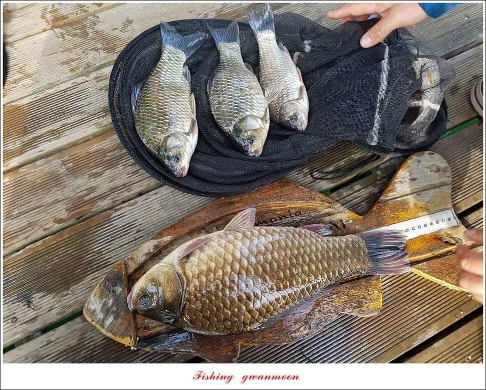 병호 사짜실리곡 사짜늘푸른 사짜 및 키로급 장어돌감 38 cm 및 마릿수 조황 (조황조행기 - 특파원조황)