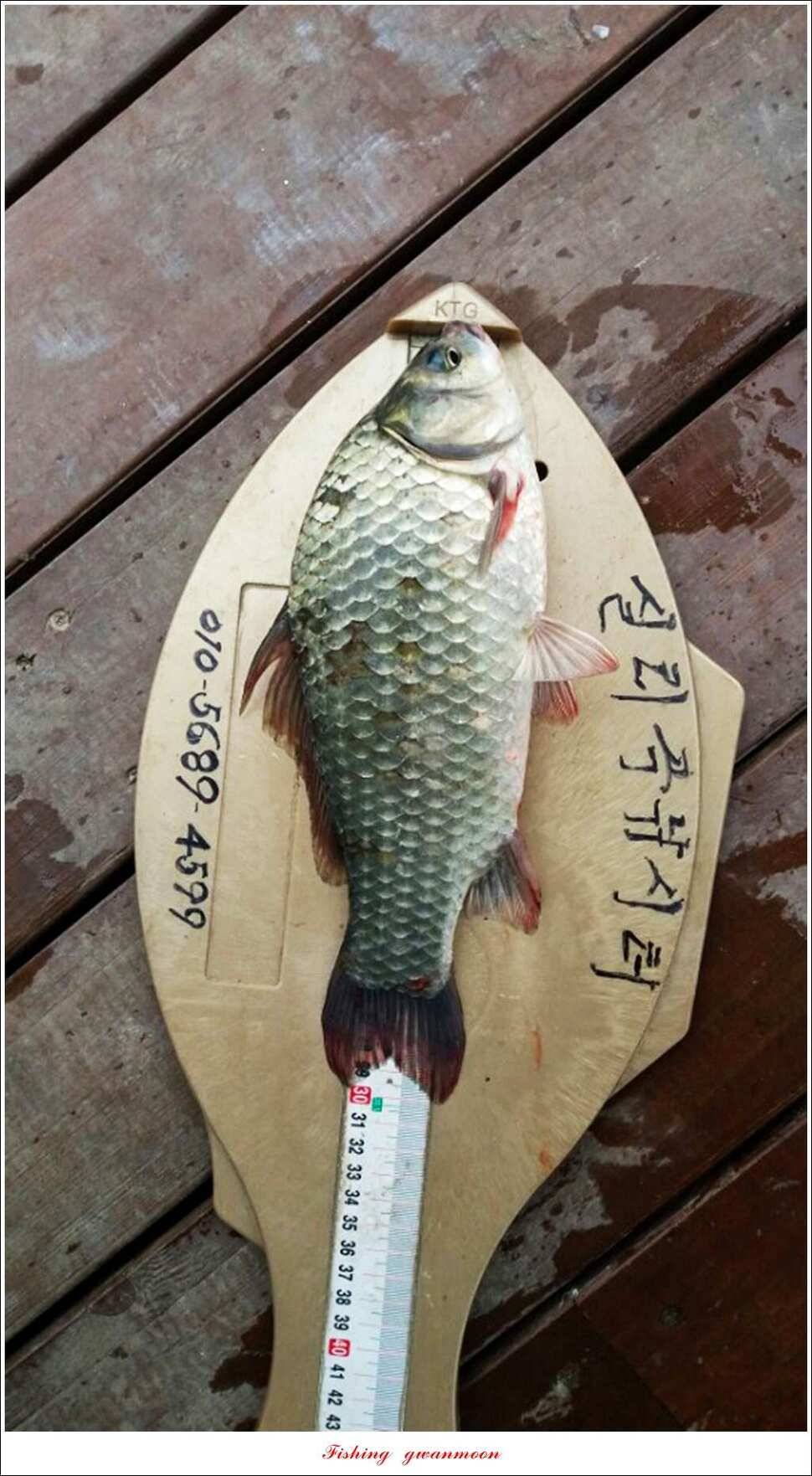 한버들 445 cm39 cm돌감실리곡 월척 조황 (조황조행기 - 특파원조황)