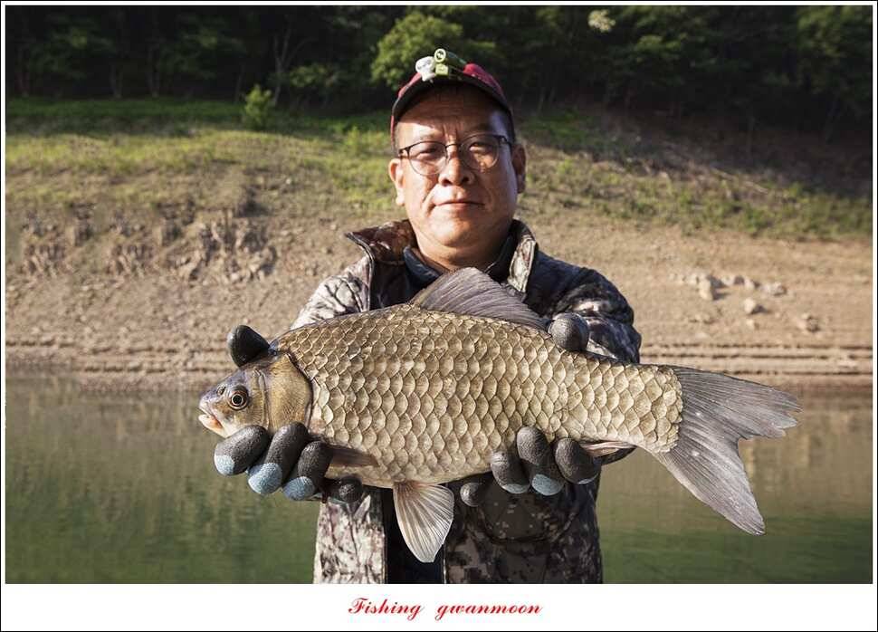 한버들 43 cm43 cm40 cm신매 낚시터 39 cm늘푸른 장어화곡지 조황 (조황조행기 - 특파원조황)