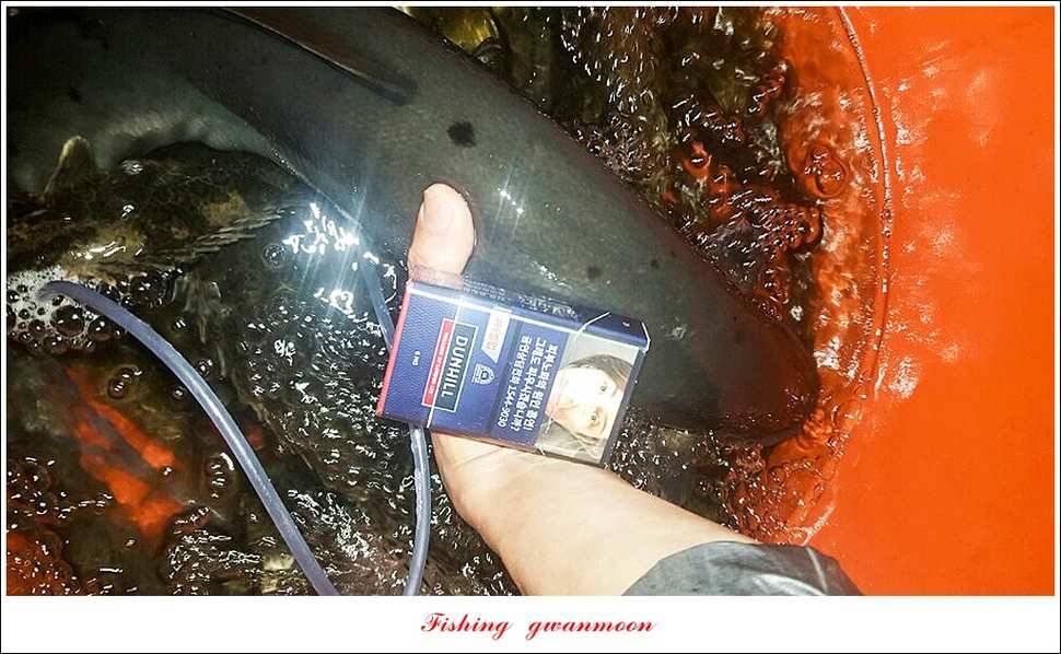 늘푸른돌감화곡지 월척 조황 (조황조행기 - 특파원조황)