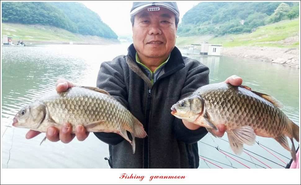 한버들 445 cm39 cm돌감실리곡 월척 조황 (조황조행기 - 특파원조황)