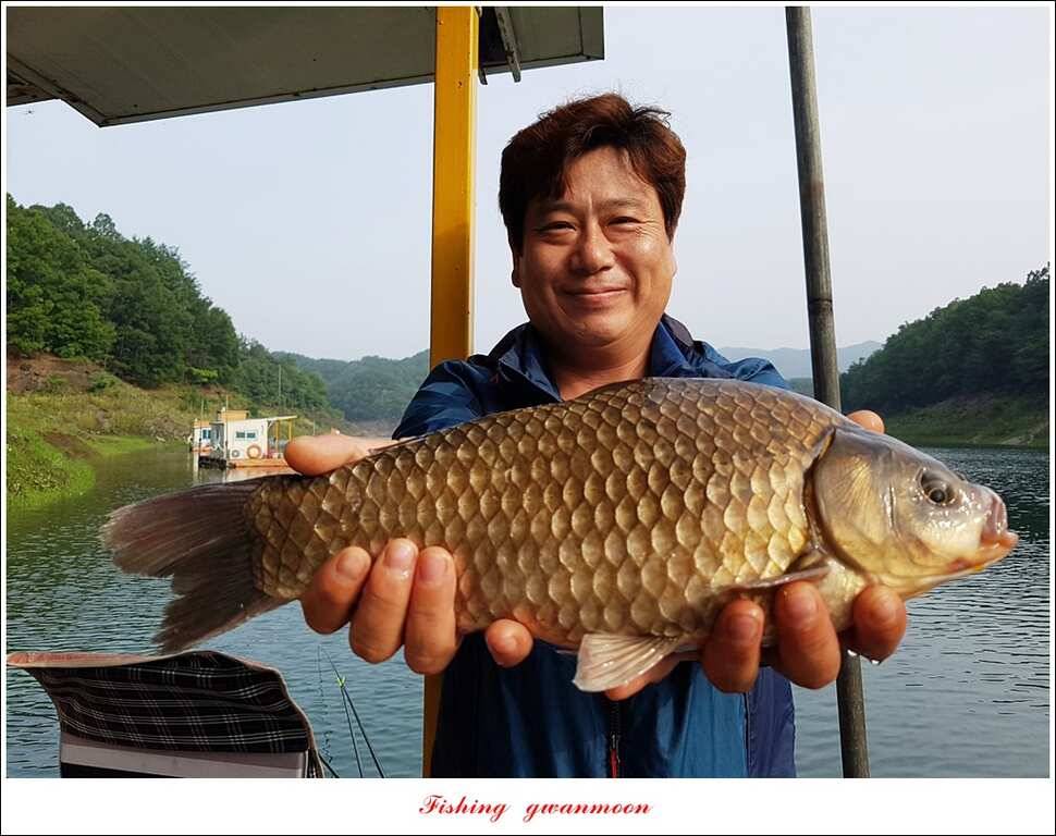 병호 사짜실리곡 사짜늘푸른 사짜 및 키로급 장어돌감 38 cm 및 마릿수 조황 (조황조행기 - 특파원조황)