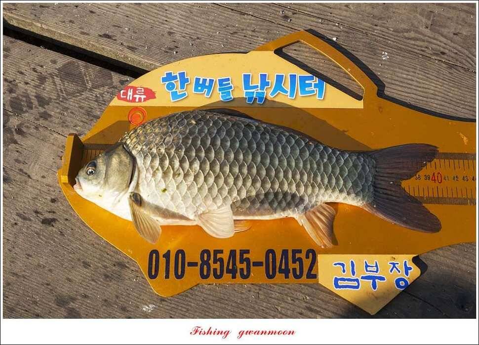 한버들 43 cm43 cm40 cm신매 낚시터 39 cm늘푸른 장어화곡지 조황 (조황조행기 - 특파원조황)