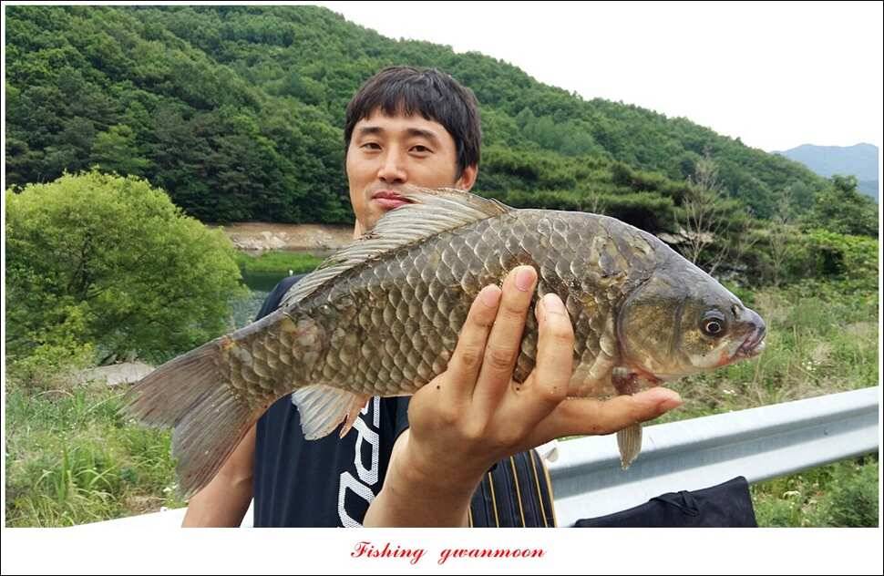 늘푸른 385 cm신매돌감한버들 조황 (조황조행기 - 특파원조황)