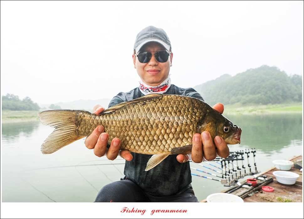제일 사짜 마릿수화곡지 월척 마릿수 (조황조행기 - 특파원조황)