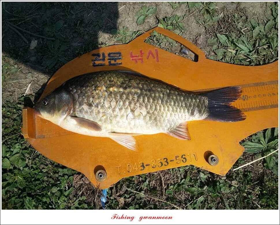 매전지 사짜 화곡지 월척달천강 대박 조황 (조황조행기 - 특파원조황)