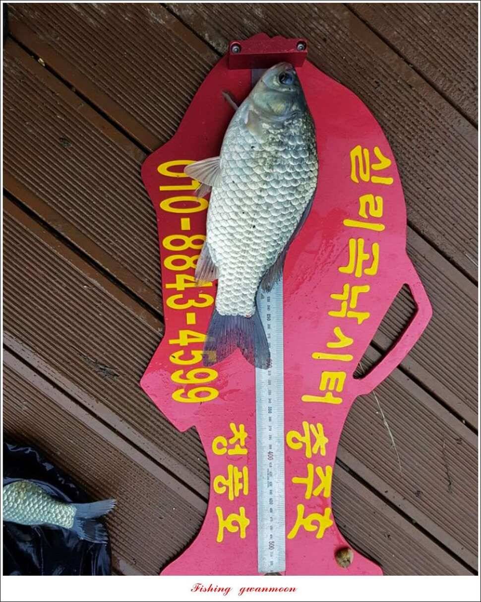병호 사짜돌감실리곡 월척 조황 (조황조행기 - 특파원조황)