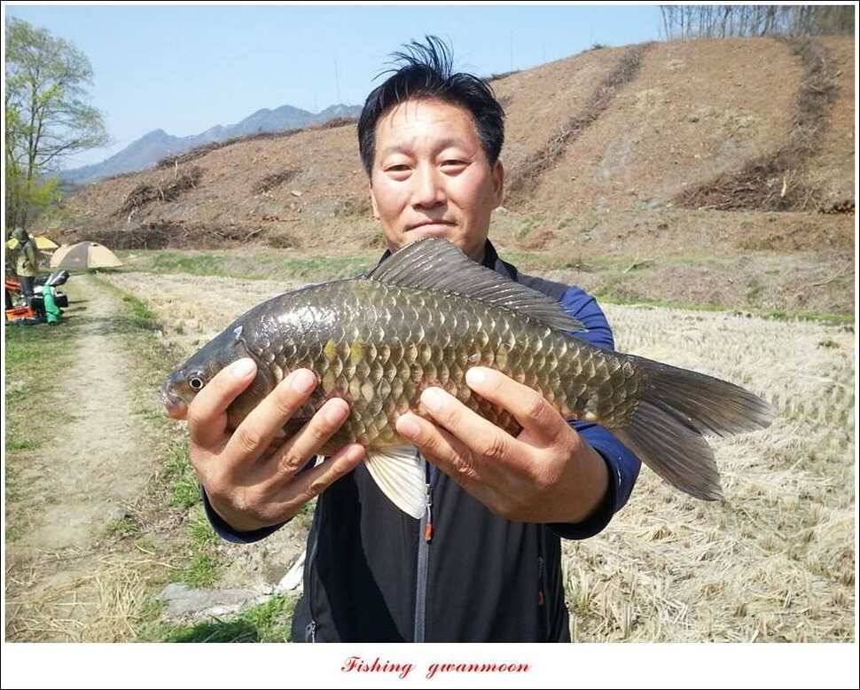 매전지 사짜 화곡지 월척달천강 대박 조황 (조황조행기 - 특파원조황)