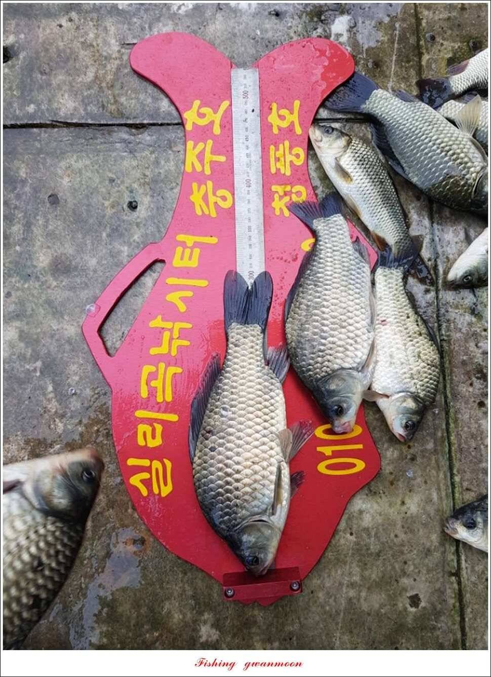 병호 사짜돌감실리곡 월척 조황 (조황조행기 - 특파원조황)