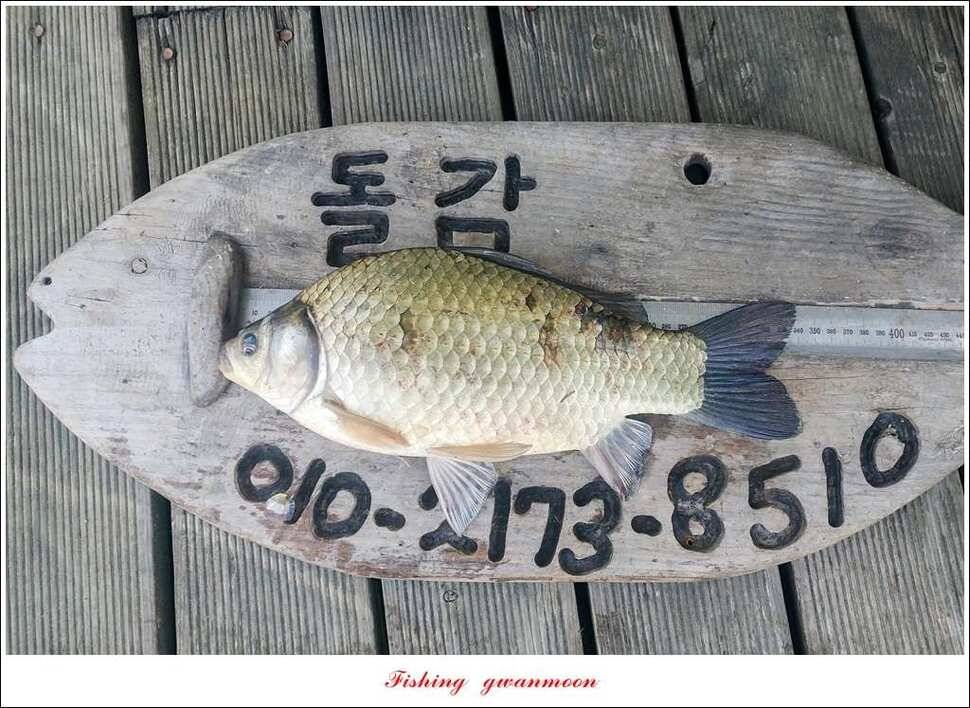 늘푸른돌감화곡지 월척 조황 (조황조행기 - 특파원조황)