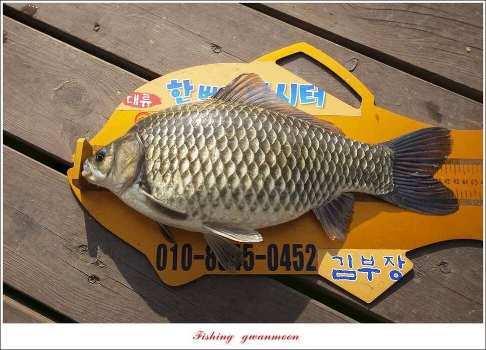 한버들 43 cm43 cm40 cm신매 낚시터 39 cm늘푸른 장어화곡지 조황 (조황조행기 - 특파원조황)