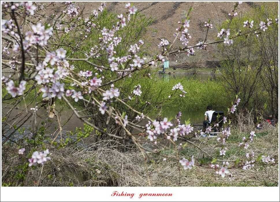 매전지 사짜 화곡지 월척달천강 대박 조황 (조황조행기 - 특파원조황)