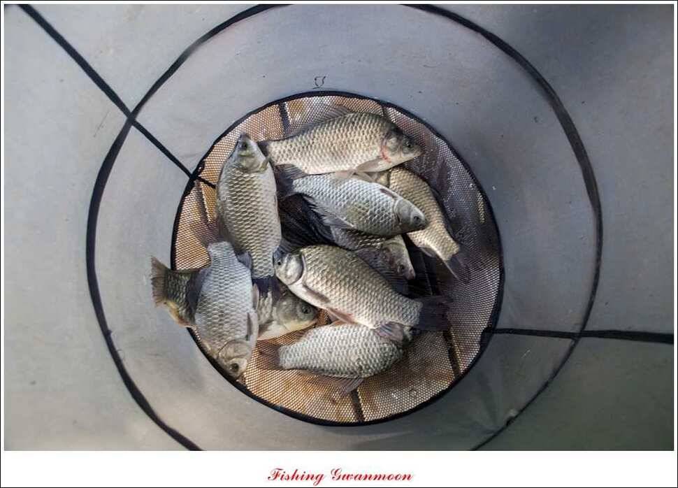 한버들실리곡 월척노지 마릿수 조황 (조황조행기 - 특파원조황)