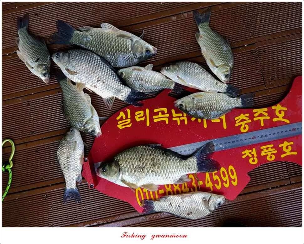 병호 사짜돌감실리곡 월척 조황 (조황조행기 - 특파원조황)
