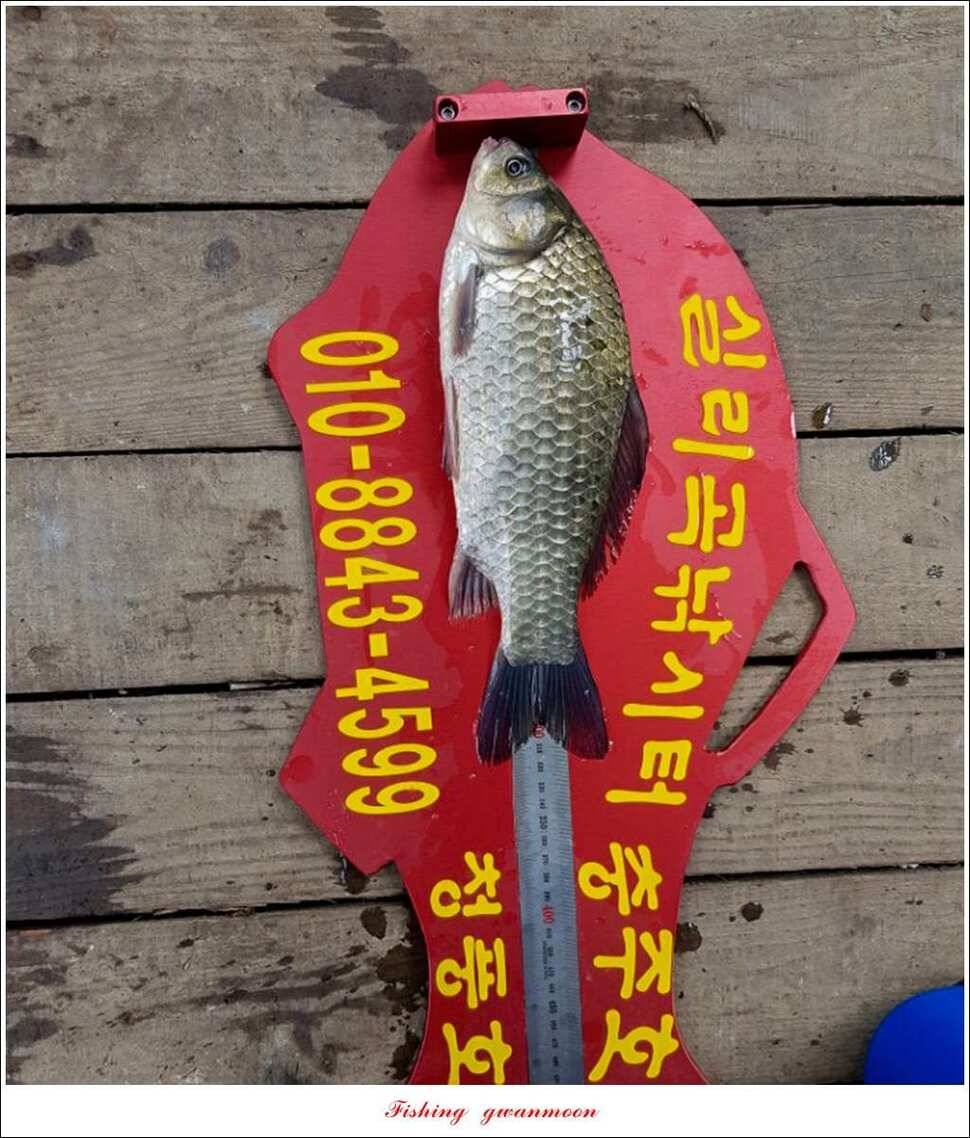 병호 사짜돌감실리곡 월척 조황 (조황조행기 - 특파원조황)