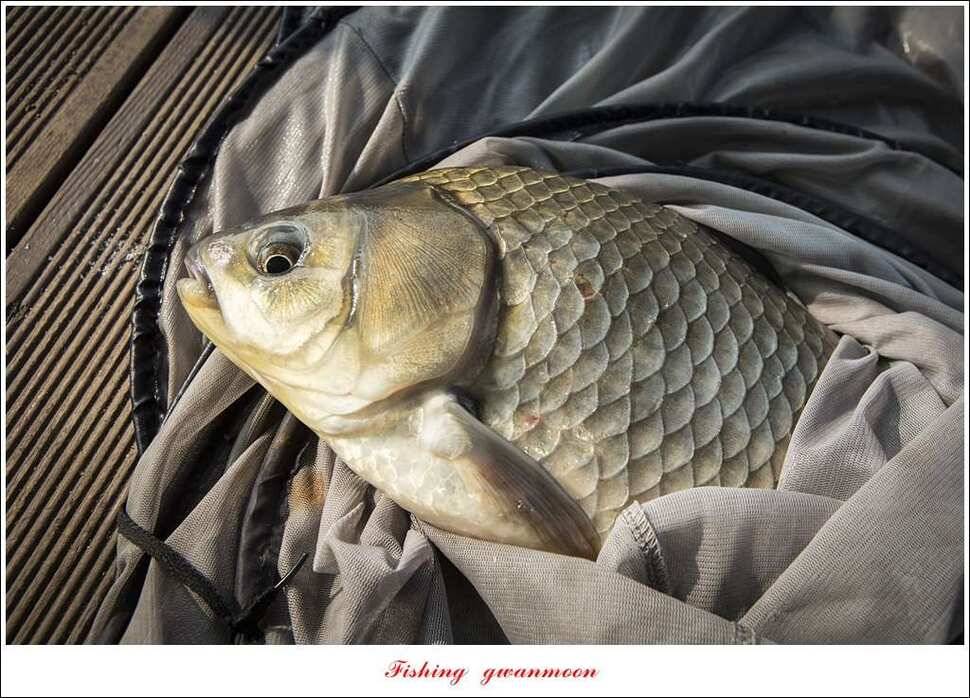 제일 44 cm 대물화곡지실리곡 조황 (조황조행기 - 특파원조황)