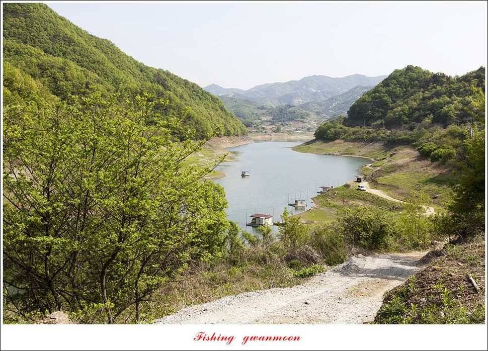 실리곡 마릿수 월척한버들 월척돌감짱가네 조황 (조황조행기 - 특파원조황)