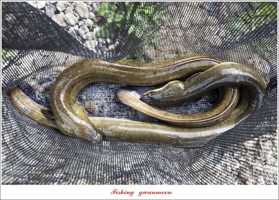 병호 사짜실리곡 사짜늘푸른 사짜 및 키로급 장어돌감 38 cm 및 마릿수 조황 (조황조행기 - 특파원조황)
