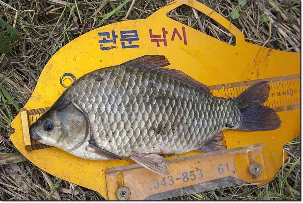 명서 사짜늘푸른 장어 (조황조행기 - 특파원조황)