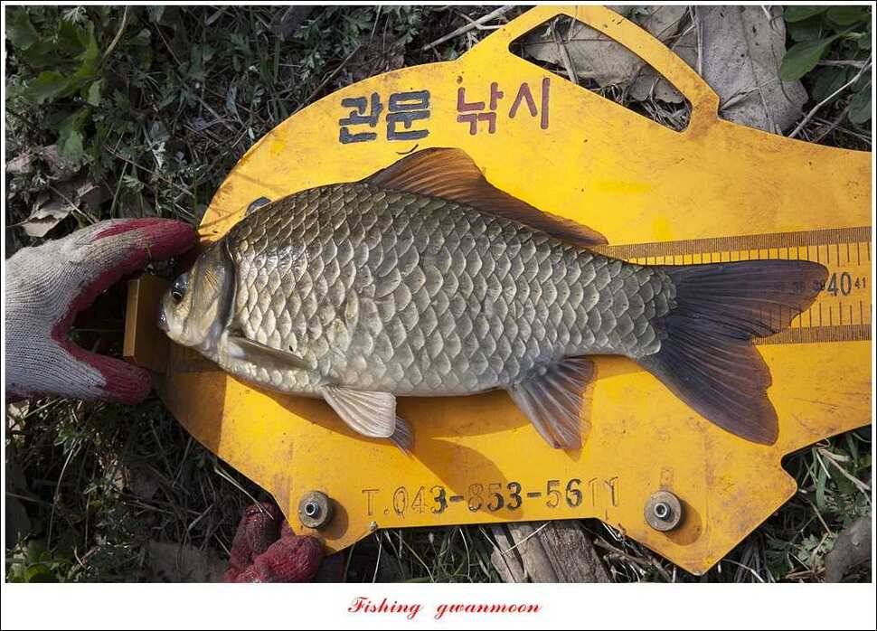 매전지 사짜 화곡지 월척달천강 대박 조황 (조황조행기 - 특파원조황)