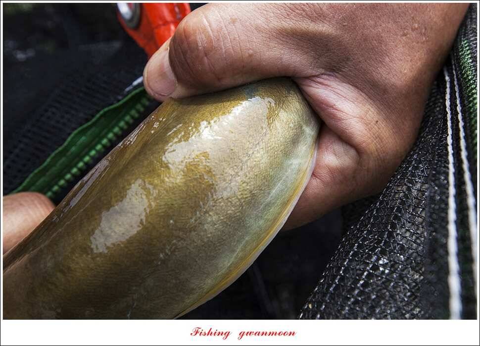 병호 사짜실리곡 사짜늘푸른 사짜 및 키로급 장어돌감 38 cm 및 마릿수 조황 (조황조행기 - 특파원조황)