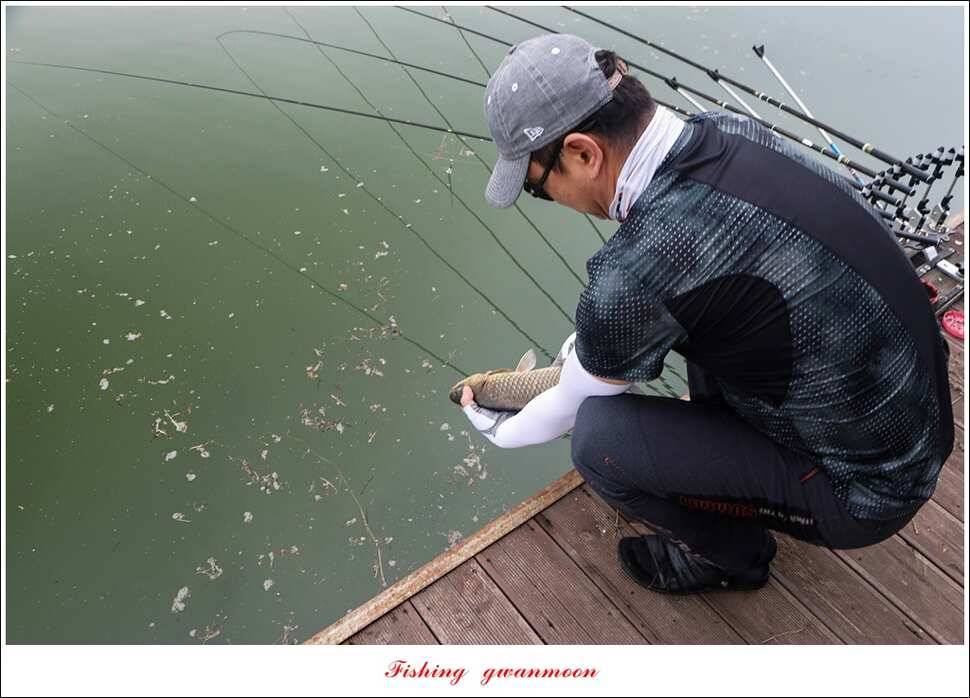 제일 사짜 마릿수화곡지 월척 마릿수 (조황조행기 - 특파원조황)