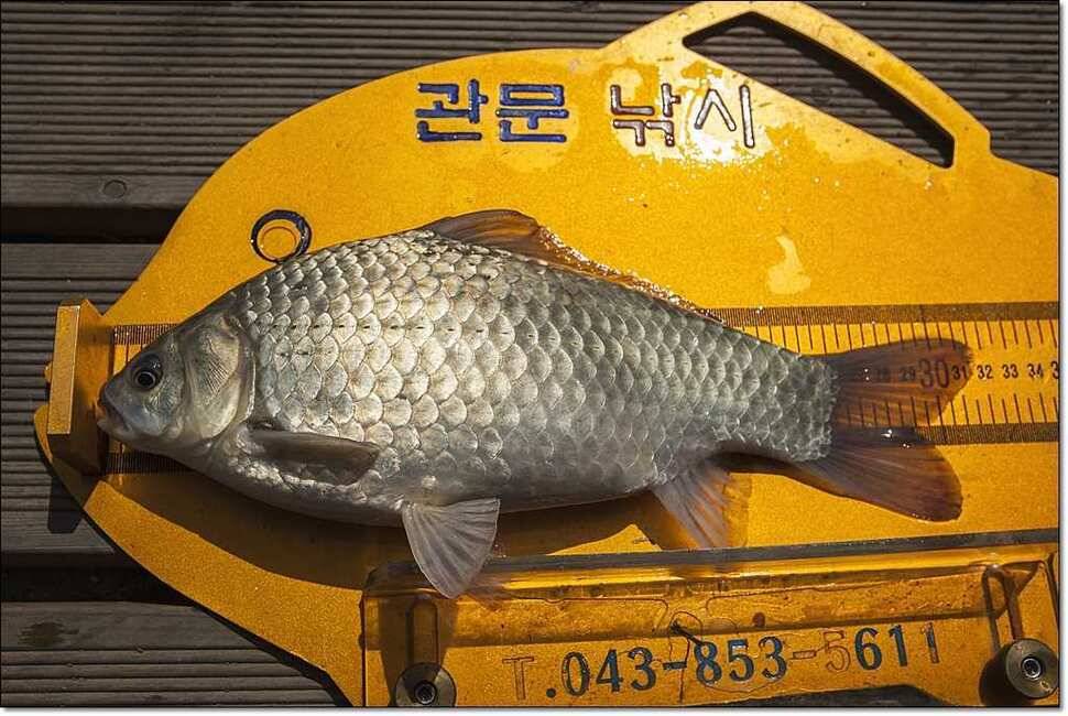충주호 월척붕어장어메기 (조황조행기 - 특파원조황)