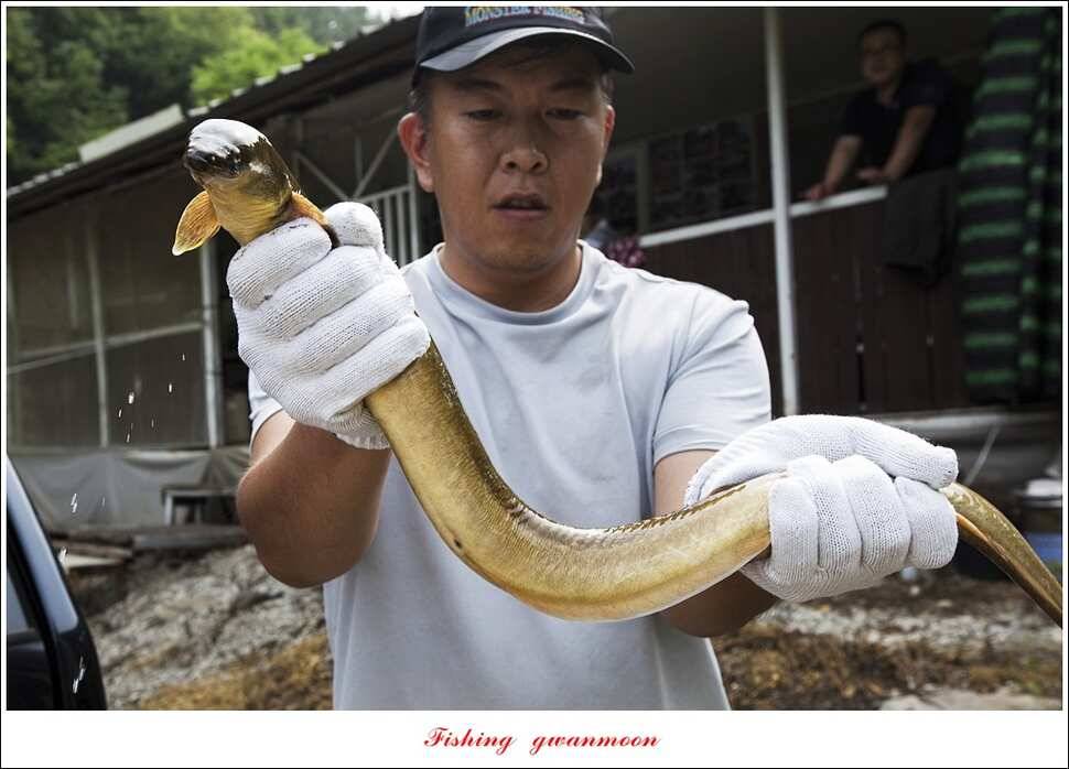 병호 사짜실리곡 사짜늘푸른 사짜 및 키로급 장어돌감 38 cm 및 마릿수 조황 (조황조행기 - 특파원조황)