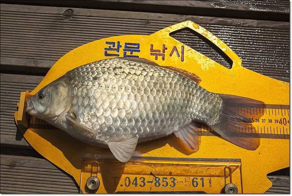 충주호 월척붕어장어메기 (조황조행기 - 특파원조황)