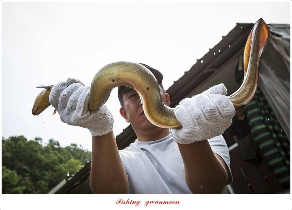 병호 사짜실리곡 사짜늘푸른 사짜 및 키로급 장어돌감 38 cm 및 마릿수 조황 (조황조행기 - 특파원조황)