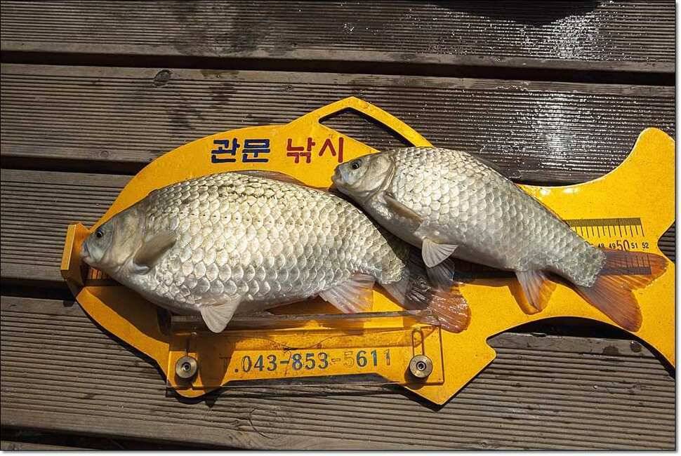 충주호 월척붕어장어메기 (조황조행기 - 특파원조황)