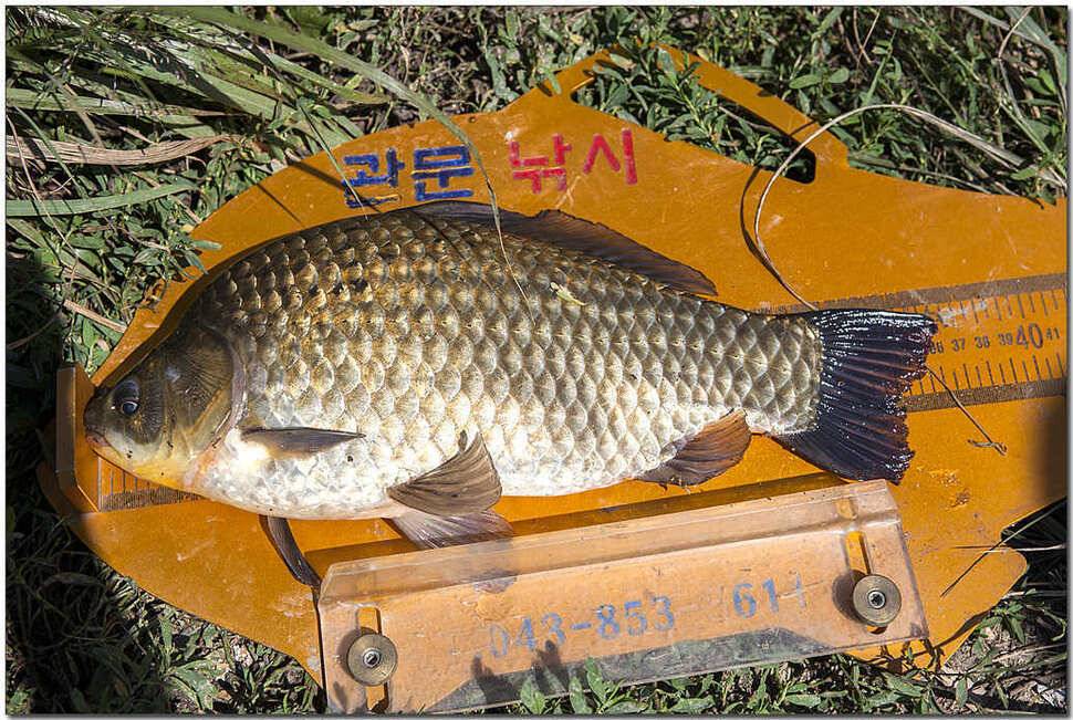 소류지 월척칠성지 사짜 (조황조행기 - 특파원조황)
