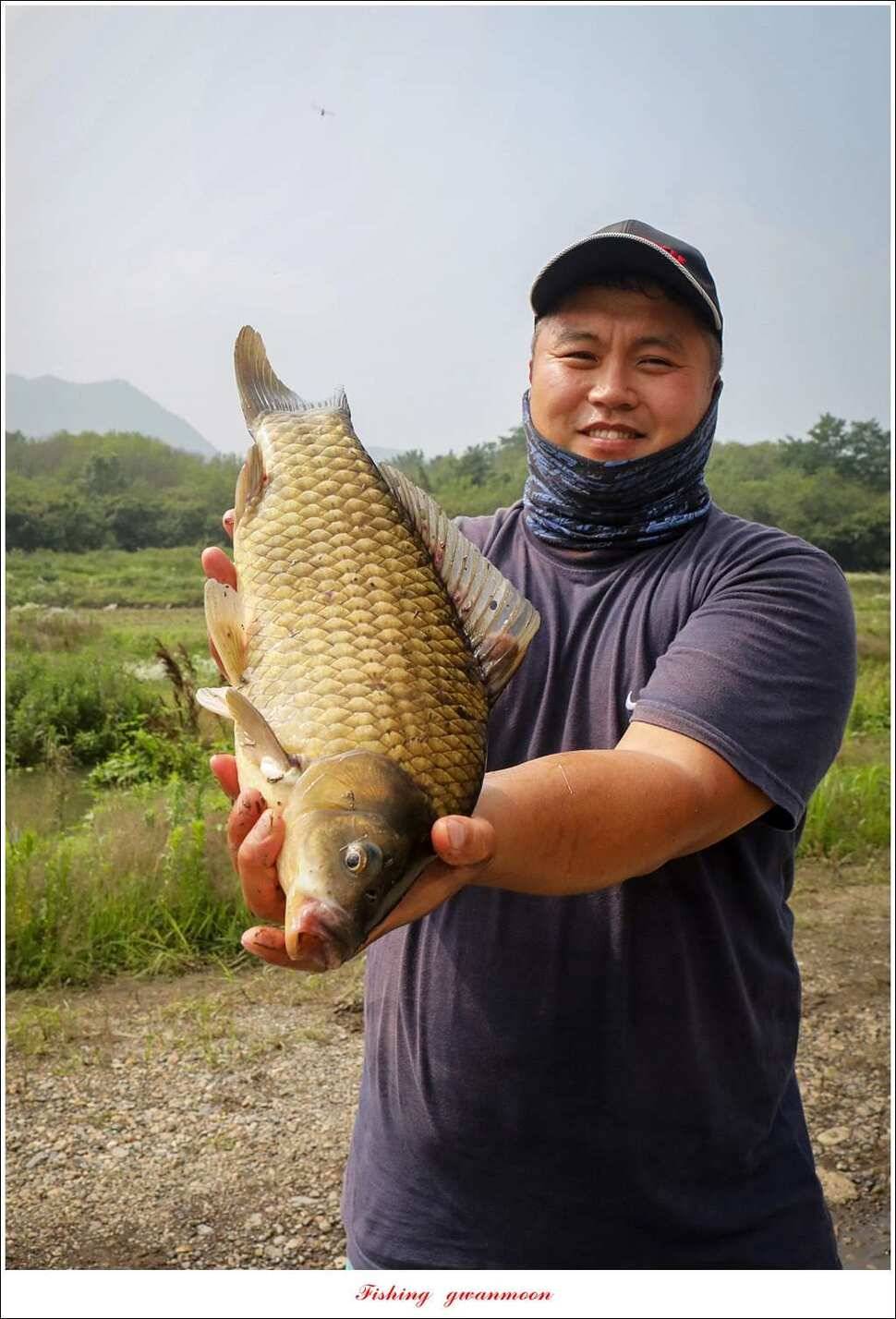 제일 사짜 마릿수화곡지 월척 마릿수 (조황조행기 - 특파원조황)