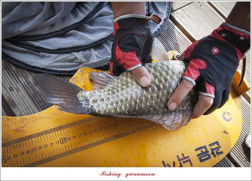 한버들 43 cm43 cm40 cm신매 낚시터 39 cm늘푸른 장어화곡지 조황 (조황조행기 - 특파원조황)