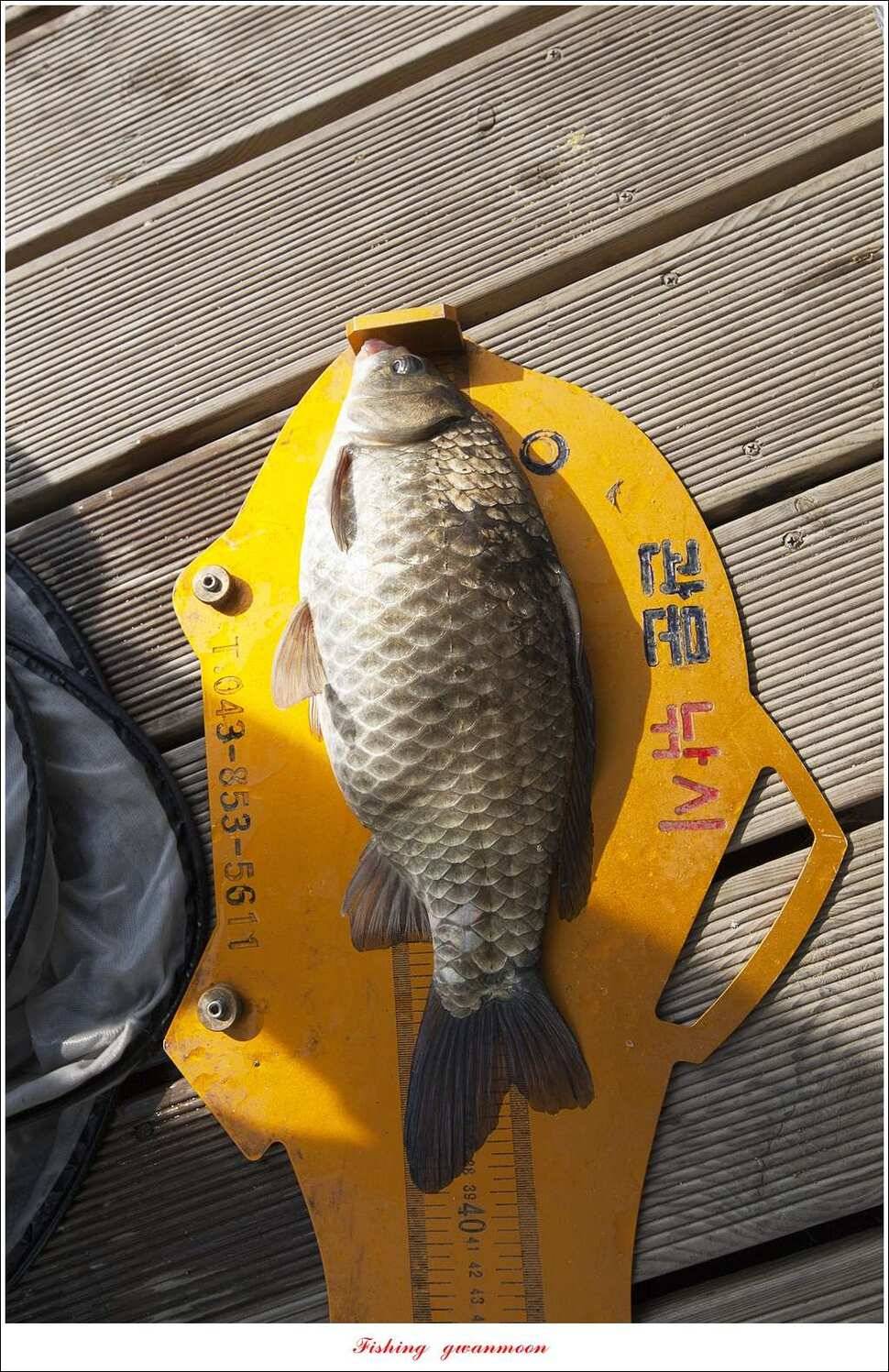 한버들 43 cm43 cm40 cm신매 낚시터 39 cm늘푸른 장어화곡지 조황 (조황조행기 - 특파원조황)