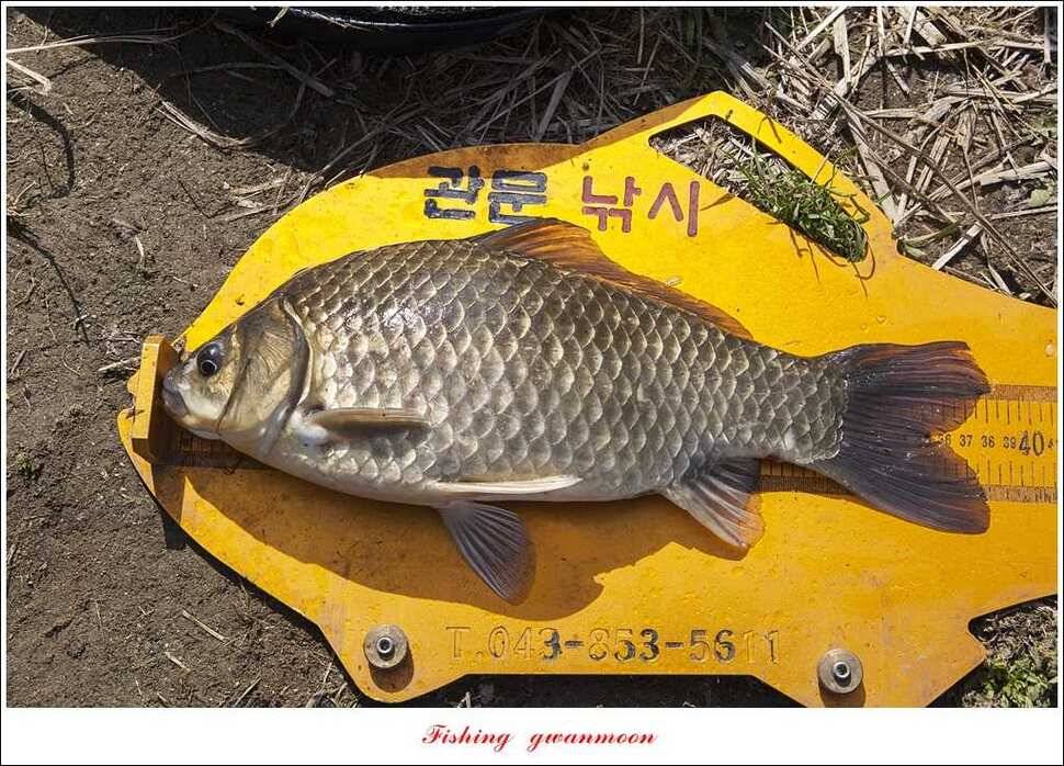 매전지 사짜 화곡지 월척달천강 대박 조황 (조황조행기 - 특파원조황)