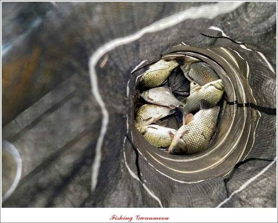 한버들실리곡 월척노지 마릿수 조황 (조황조행기 - 특파원조황)
