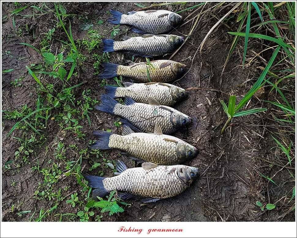 제일 44 cm 대물화곡지실리곡 조황 (조황조행기 - 특파원조황)