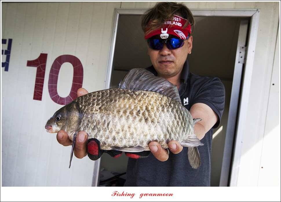 한버들 43 cm43 cm40 cm신매 낚시터 39 cm늘푸른 장어화곡지 조황 (조황조행기 - 특파원조황)