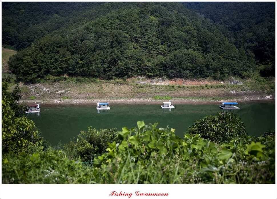 늘푸른 장어실리곡 마릿수 및 추평지 현황 (조황조행기 - 특파원조황)