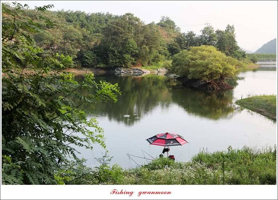 제일 사짜 마릿수화곡지 월척 마릿수 (조황조행기 - 특파원조황)