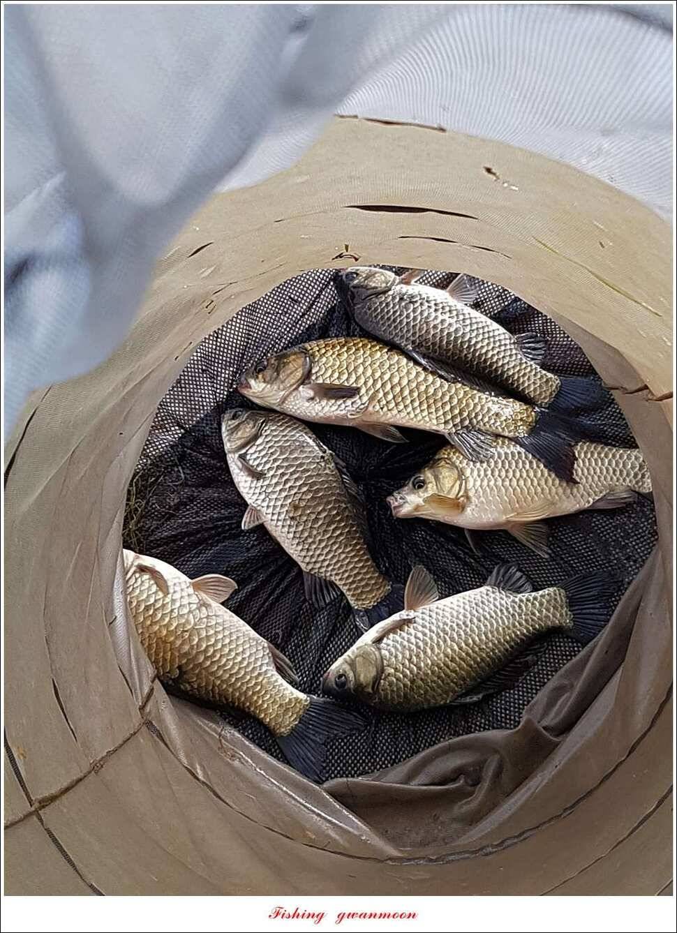 제일 44 cm 대물화곡지실리곡 조황 (조황조행기 - 특파원조황)