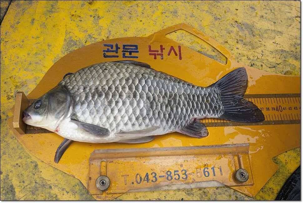 신매 435cm37cm병호 월척 대박 (조황조행기 - 특파원조황)