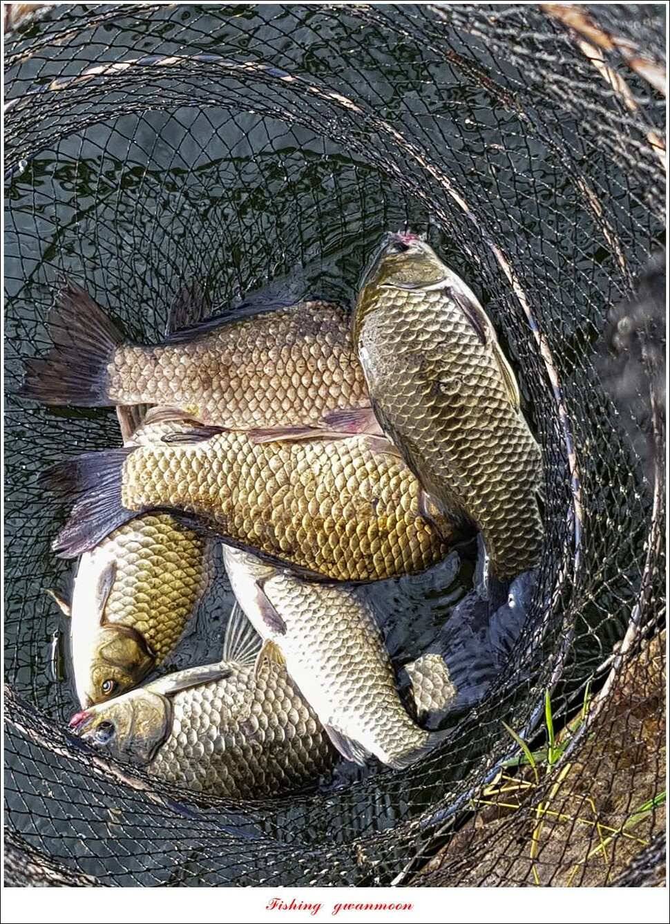 제일 44 cm 대물화곡지실리곡 조황 (조황조행기 - 특파원조황)