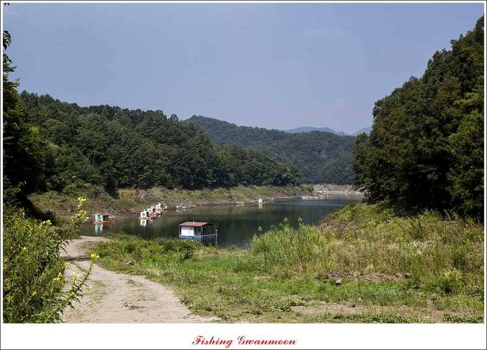 늘푸른 장어실리곡 마릿수 및 추평지 현황 (조황조행기 - 특파원조황)