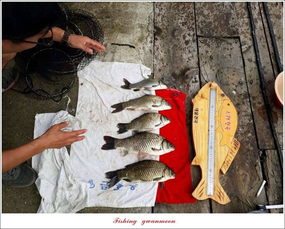 제일 44 cm 대물화곡지실리곡 조황 (조황조행기 - 특파원조황)