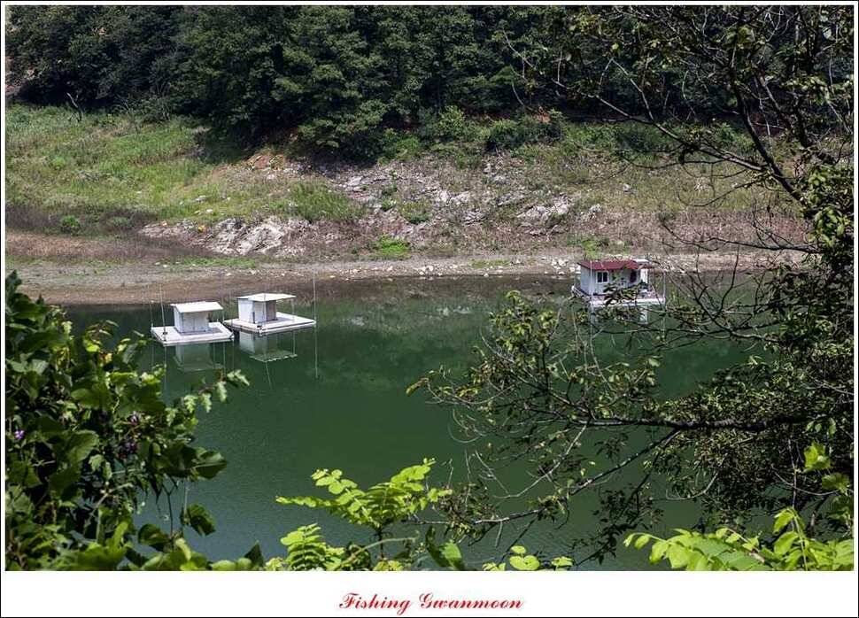 한버들실리곡 월척노지 마릿수 조황 (조황조행기 - 특파원조황)