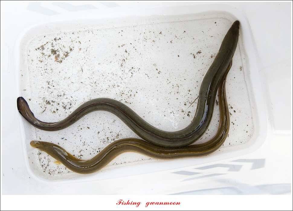 한버들 43 cm43 cm40 cm신매 낚시터 39 cm늘푸른 장어화곡지 조황 (조황조행기 - 특파원조황)