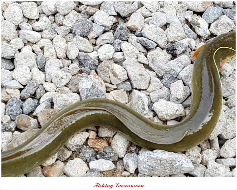 늘푸른 장어실리곡 마릿수 및 추평지 현황 (조황조행기 - 특파원조황)